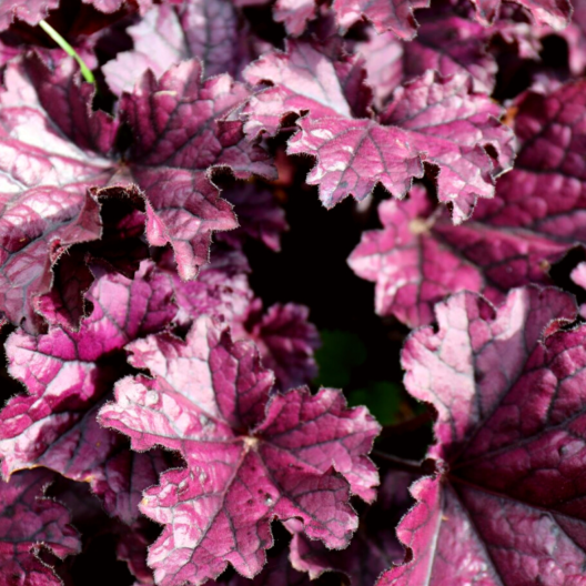 heuchera forever purple 1